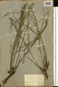 Artemisia marschalliana Spreng., Eastern Europe, Lower Volga region (E9) (Russia)