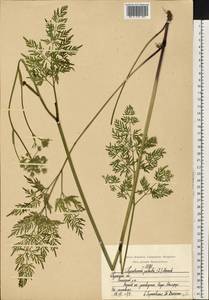 Thysselinum palustre (L.) Hoffm., Eastern Europe, Central region (E4) (Russia)