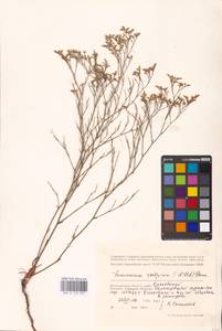 Limonium caspium (Willd.) Gams, Eastern Europe, Lower Volga region (E9) (Russia)