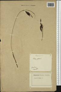 Carex flacca Schreb., Western Europe (EUR) (Switzerland)