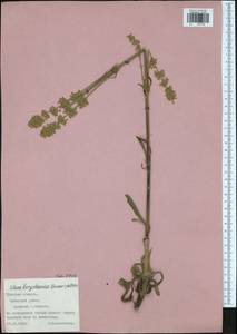 Silene borysthenica (Gruner) Walters, Eastern Europe, Central region (E4) (Russia)
