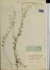Arabidopsis halleri subsp. gemmifera (Matsum.) O'Kane & Al-Shehbaz, Siberia, Chukotka & Kamchatka (S7) (Russia)