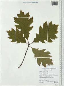 Quercus rubra L., Western Europe (EUR) (Germany)