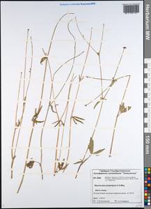 Ranunculus propinquus C. A. Mey., Siberia, Central Siberia (S3) (Russia)