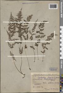 Cystopteris fragilis (L.) Bernh., Middle Asia, Western Tian Shan & Karatau (M3) (Uzbekistan)