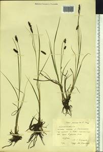 Carex saxatilis L., Siberia, Yakutia (S5) (Russia)