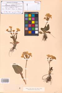 Primula vulgaris Huds., Western Europe (EUR) (Austria)