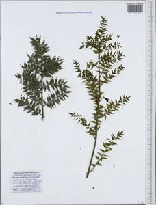 Ruscus aculeatus L., Caucasus, Krasnodar Krai & Adygea (K1a) (Russia)