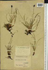 Carex bigelowii subsp. dacica (Heuff.) T.V.Egorova, Siberia, Yakutia (S5) (Russia)