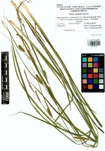 Carex vesicata Meinsh., Siberia, Baikal & Transbaikal region (S4) (Russia)