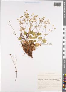 Potentilla crantzii (Crantz) Beck, Siberia, Altai & Sayany Mountains (S2) (Russia)