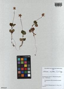 KUZ 001 935, Moneses uniflora (L.) A. Gray, Siberia, Altai & Sayany Mountains (S2) (Russia)