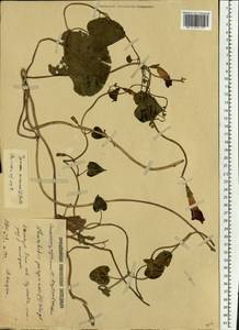 Ipomoea purpurea (L.) Roth, Eastern Europe, Lower Volga region (E9) (Russia)