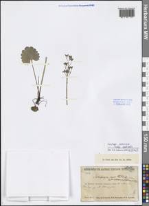 Micranthes nelsoniana subsp. aestivalis (Fisch. & C. A. Mey.) Elven & D. F. Murray, Siberia, Baikal & Transbaikal region (S4) (Russia)
