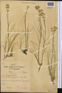 Eremogone longifolia (M. Bieb.) Fenzl, Middle Asia, Northern & Central Kazakhstan (M10) (Kazakhstan)