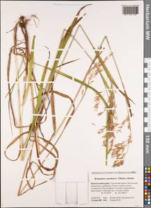 Bromus ciliatus L., Siberia, Chukotka & Kamchatka (S7) (Russia)