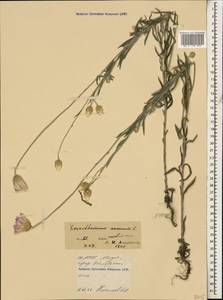 Xeranthemum annuum L., Caucasus, North Ossetia, Ingushetia & Chechnya (K1c) (Russia)