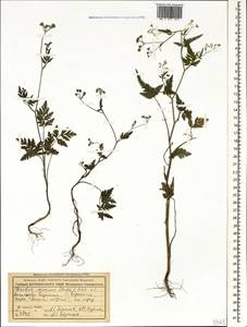Torilis arvensis (Huds.) Link, Caucasus, Stavropol Krai, Karachay-Cherkessia & Kabardino-Balkaria (K1b) (Russia)