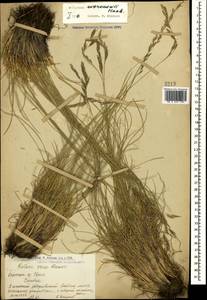 Festuca varia Haenke, Caucasus, Armenia (K5) (Armenia)