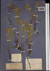 Chamaenerion latifolium (L.) Sweet, Siberia, Yakutia (S5) (Russia)