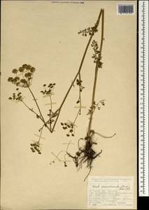 Gasparinia peucedanoides (M. Bieb.) Thell., South Asia, South Asia (Asia outside ex-Soviet states and Mongolia) (ASIA) (Turkey)