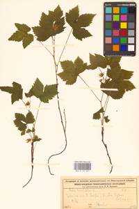 Rubus humulifolius C.A.Mey., Eastern Europe, Volga-Kama region (E7) (Russia)