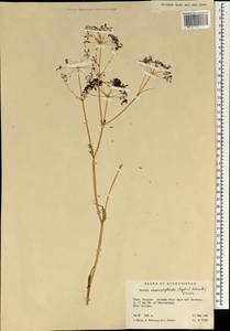 Elwendia chaerophylloides (Regel & Schmalh.) Pimenov & Kljuykov, South Asia, South Asia (Asia outside ex-Soviet states and Mongolia) (ASIA) (Afghanistan)