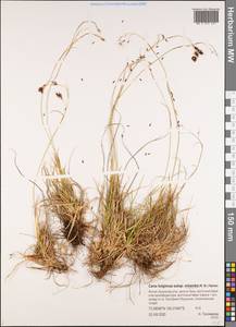 Carex fuliginosa Schkuhr, Siberia, Yakutia (S5) (Russia)
