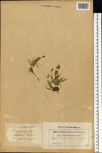 Carex pilosa Scop., Eastern Europe, Latvia (E2b) (Latvia)