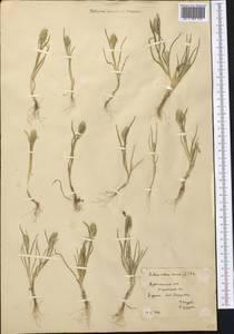 Sclerochloa dura (L.) P.Beauv., Middle Asia, Karakum (M6) (Turkmenistan)