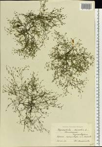 Psammophiliella muralis (L.) lkonn., Eastern Europe, Eastern region (E10) (Russia)