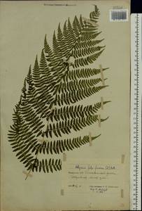 Athyrium filix-femina (L.) Roth, Eastern Europe, Belarus (E3a) (Belarus)