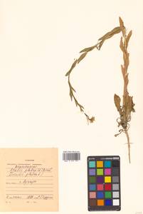 Turritis glabra L., Siberia, Russian Far East (S6) (Russia)
