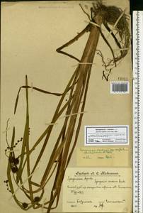 Sparganium erectum L., Eastern Europe, Central forest region (E5) (Russia)