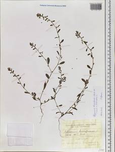 Polygonum humifusum Mert. ex K. Koch, Siberia, Western Siberia (S1) (Russia)