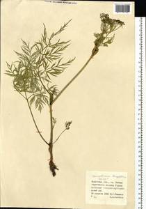 Conioselinum longifolium Turcz., Siberia, Baikal & Transbaikal region (S4) (Russia)