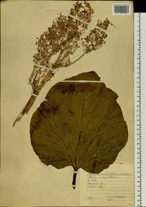 Rheum compactum L., Siberia, Yakutia (S5) (Russia)