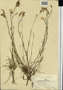 Dianthus borbasii Vandas, Eastern Europe, Central region (E4) (Russia)