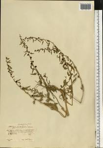 Blitum virgatum subsp. virgatum, Eastern Europe, Central forest-and-steppe region (E6) (Russia)