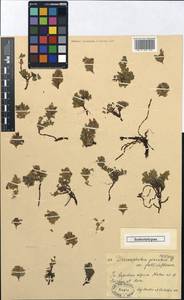 Dracocephalum pinnatum L., Middle Asia, Dzungarian Alatau & Tarbagatai (M5) (Kazakhstan)