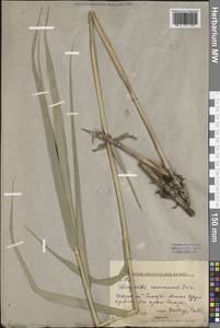 Phragmites australis (Cav.) Trin. ex Steud., Siberia, Russian Far East (S6) (Russia)
