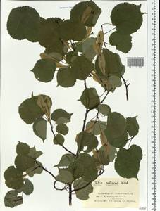 Tilia amurensis var. sibirica (Fisch. ex Bayer) Y. C. Zhu, Siberia, Altai & Sayany Mountains (S2) (Russia)