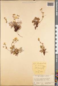 Potentilla nivea L., Middle Asia, Dzungarian Alatau & Tarbagatai (M5) (Kazakhstan)