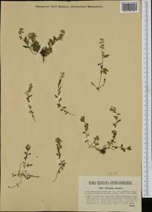 Polygala alpestris subsp. croatica (Chod.) Hayek, Western Europe (EUR) (Slovenia)