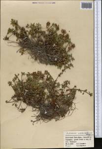 Androsace akbajtalensis Derganc ex O. Fedtsch., Middle Asia, Northern & Central Tian Shan (M4) (Kyrgyzstan)