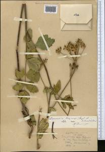 Semenovia dasycarpa (Regel & Schmalh.) Korovin ex Pimenov & V. N. Tikhom., Middle Asia, Western Tian Shan & Karatau (M3) (Uzbekistan)