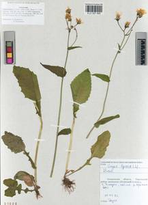 Crepis lyrata (L.) Froel., Siberia, Altai & Sayany Mountains (S2) (Russia)