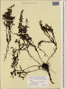 Galium humifusum M.Bieb., Crimea (KRYM) (Russia)