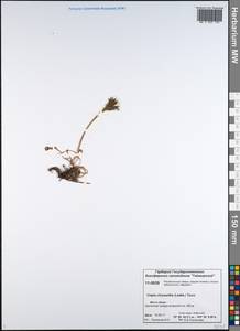 Crepis chrysantha (Ledeb.) Turcz., Siberia, Central Siberia (S3) (Russia)