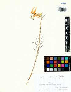 Lilium pumilum Redouté, Siberia, Baikal & Transbaikal region (S4) (Russia)